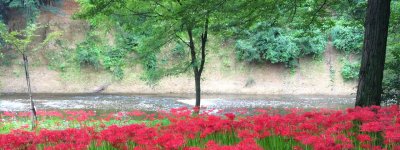 レスポンシブ・ウェブ・デザイン