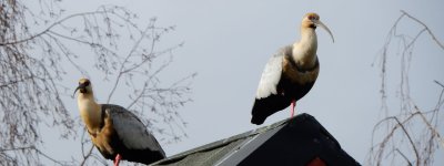 幼児教育もじもじInput!