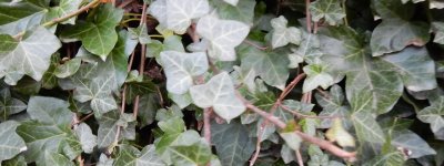 ノマドの可能性をさぐる、Ivy SOHO